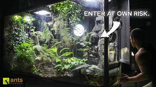 Journeying Through My Giant Rainforest Vivariums Full Tour amp Update [upl. by Hasen]