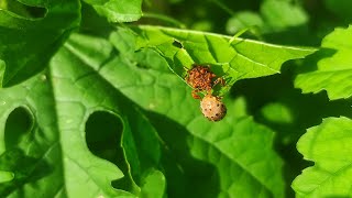 तरकारी बालीमा लाग्ने खपटे कीरा Epilachna beetle को पहिचान क्षति र ब्यबस्थापन । [upl. by Ruhtra]