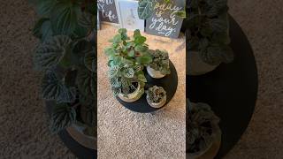 Some Of Our Peperomia Collection plants peperomia houseplants collection [upl. by Ronoc]