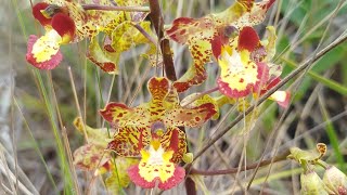 cyrtopodium poecilum como vc nunca viu diversidade de cores 🥰🫠🍀🙏orquídeas natureza plantas [upl. by Peregrine]