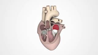 How does the heart pump blood [upl. by Dauf]