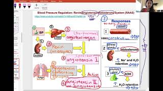 RAAS regulation of blood pressure [upl. by Longley]