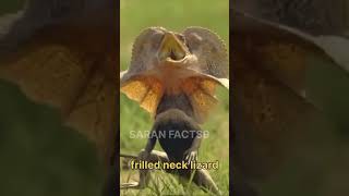 Frilled neck lizard 🦎 SARAN FACTS9like and subscribe 😭video viral short [upl. by Acirem]