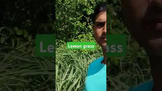 Organic farming lemongrass farming soil agriculture लेमन ग्रास [upl. by Enilec97]