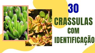 CRASSULAS IDENTIFICADAS da minha coleção DICAS de cultivo Grazi Bittencourt [upl. by Enaillil]