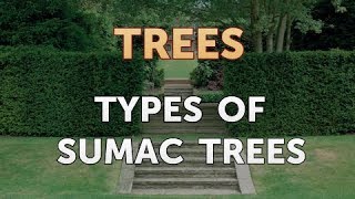 Types of Sumac Trees [upl. by Dorrahs]