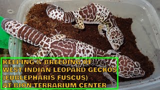 West Indian leopard geckos Eublepharis fuscus keeping and breeding at BION Terrarium Center [upl. by Anirroc]