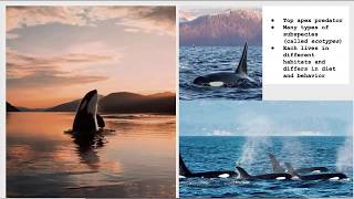 Orcas Ecotypes and Ecology [upl. by Lissa]