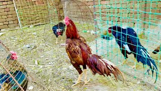 Aseel Bird Sound Effect  Rooster Aseel Birds Showing [upl. by Adikam851]