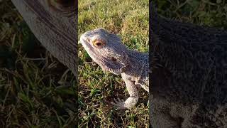 Baby boy the bearded dragon soaking in the sun before he starts his brumation sun dragon happy [upl. by Monika315]