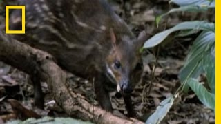 Eagle vs Water Chevrotain  National Geographic [upl. by Sammy]