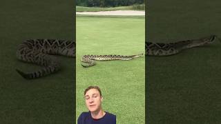 GIANT Rattlesnake conquers golf course snake golf [upl. by Angelita]