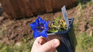 Starting growing Gentiana acaulis the blueflowered stemless gentian an iconic alpine plant [upl. by Carma105]