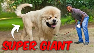 Top 10 Largest Dog Breeds in the World  Big Dogs Revealed [upl. by Iyre]