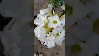 Barleria cristata plant saplingshortsgardening [upl. by Shirberg]