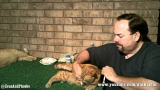 Day Eight Treating Cat Ear Yeast Infection [upl. by Randa]