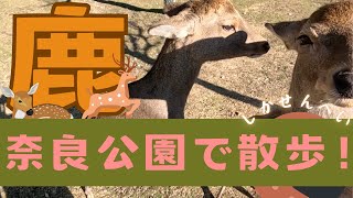 鹿と散歩！！・奈良公園の鹿たちに鹿せんべい！ [upl. by Nottirb]