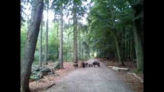 Wildschweinfamilie im Garather Wald [upl. by Sherj]