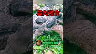 被眼鏡王蛇攻擊的蟒蛇，竟然痛的連自己都咬華哥説動物 animals snake [upl. by Cattier]