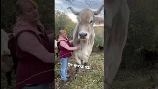 This man owns a giant animal on his farm 😳 [upl. by Hcra]