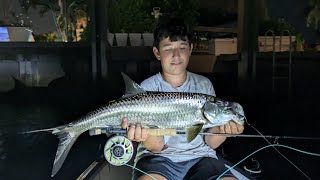 fly fishing tarpon off dock lights in south florida [upl. by Henghold]