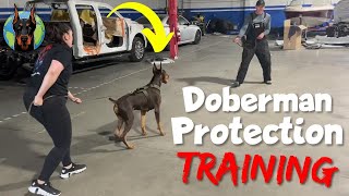 Doberman Protection Training—Pros and Cons [upl. by Aliekat]