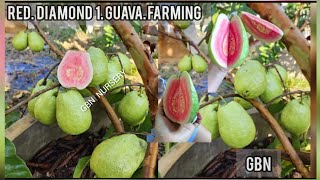 New Varieties Red Diamond 1 guava farming  All india fruits plant wholesale supplier [upl. by Eelram57]