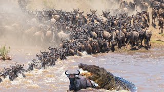 Incredible Wildebeest Migration crossing the Mara River  WHAT HAPPENS NEXT [upl. by Langdon793]