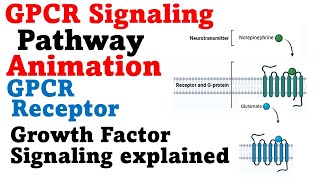 G protein signaling pathway  GPCR cell signaling [upl. by Ferrell475]
