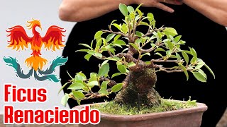 Ficus bonsai desde CASI cero [upl. by Ailec]