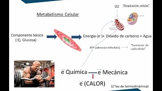 ¿CÓMO PRODUCE Y PIERDE CALOR EL CUERPO HUMANO 🌡️  Fisiología de la TEMPERATURA CORPORAL 1 [upl. by Leur882]