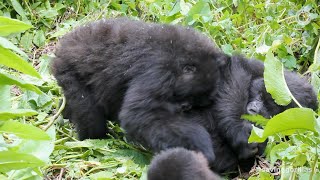 Gorillas Chuckle and Laugh While Playing  The Dian Fossey Gorilla Fund [upl. by Baelbeer96]