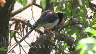 Carnivorous Redbilled Blue Magpie eating a young chick [upl. by Nodababus]