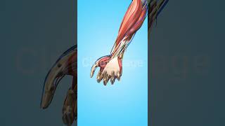 Hand Movement with Muscles Bones and Veins stock footage  stock video  Cinefootage [upl. by Gerdy]