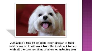 Benefits on using Apple cider vinegar on dogs [upl. by Anavlis]