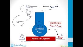 Ventilation and Perfusion atf [upl. by Gainer802]