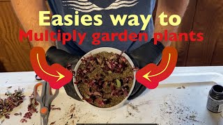 Simple way to root Japanese barberry cuttings  backyard nursery plants garden [upl. by Lipinski490]