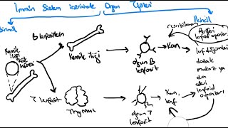 İMMÜNOLOJİ DERS 2 İMMÜN ORGANLAR dalak thymus lenf dügümlerimukoza [upl. by Phillis142]