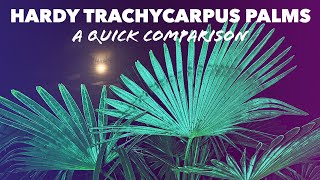 Trachycarpus Fortunei amp Wagnerianus Hardy Palms  a Quick Comparison [upl. by Lillith]