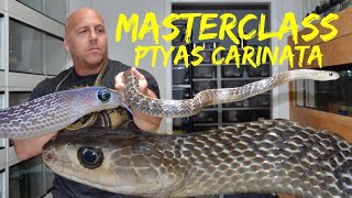 MASTERCLASS  PTYAS CARINATA [upl. by Sixel]