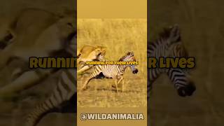 Mother Zebras Incredible Kick Saves Calf from Lioness Attack [upl. by Bina]