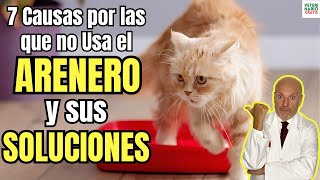 🆘 LAS 7 CAUSAS POR LAS QUE UN GATO NO USA EL ARENERO Y SUS SOLUCIONES 🆘 [upl. by Kcinemod505]