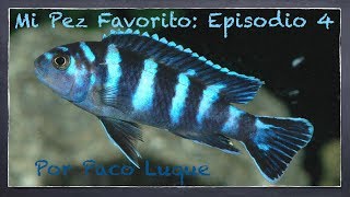 Mi Pez Favorito Episodio 4  DEMASONI Pseudotropheus demasoni  por Paco Luque [upl. by Sansone]