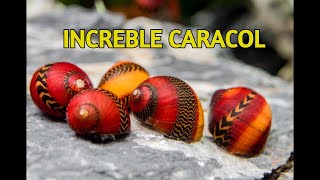 Reglas de oro Para tener Caracoles en tu Acuario neritinas [upl. by Ziul]