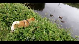 Shiba Inu calm meeting with ducks [upl. by Fachini]