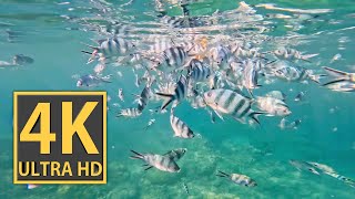 4K ULTRA HD Screensaver Mauritius Snorkeling  4K Aquarium  Underwaterworld  Meditation  GoPro 11 [upl. by Anastatius]