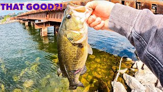 First time fishing Lake Monona  Madison WI insane summer bite from the bank [upl. by Vickey]