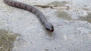 Culebra o serpiente cazadora  Girardota Antioquia Colombioa [upl. by Keenan]