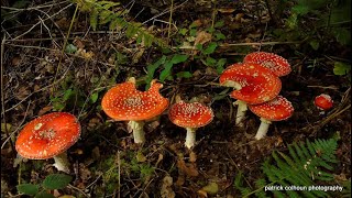 fly agaric mushrooms [upl. by Joceline353]