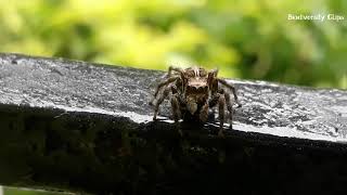 Plexippus paykulli female  Pantropical Jumping Spider  Cute Jumping Spider  Spider Of India [upl. by Krusche]